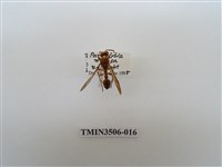 藏品(叉胸異腹胡蜂)的圖片